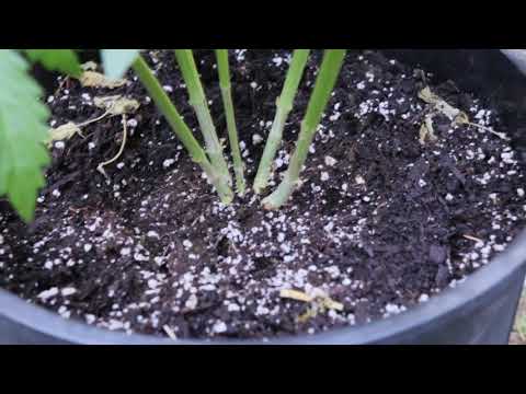 Nevil Schoenmakers Tribute 2021 - Super Silver Haze x The Cough, May