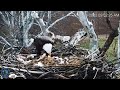 PA Farm Country Eagles ~ RARE OCCURRENCE Of 4 Eaglets Hatched On Nest! 🐣 🐣🐣🐣 Mom Feeding! 3.26.22