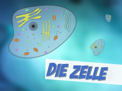 Die Zelle