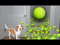 Puppy Gets Giant Tennis Ball Surprise: Cute Puppy Dog Indie Gets Epic Ball Pit w/Tennis Balls!
