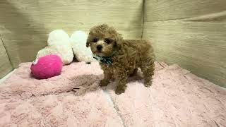 タイニープードルの動画01