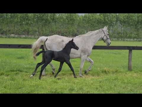 Della 16th November 21 - Dancier Gold/Anamour