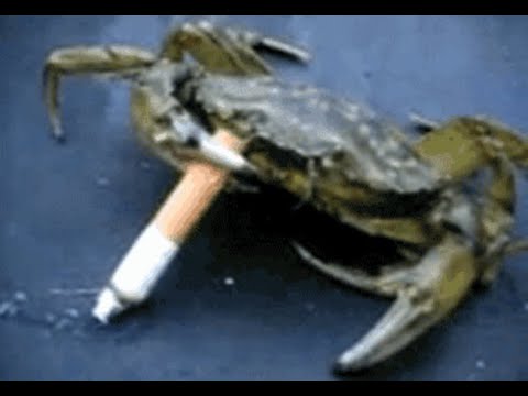 Colour vs Halondrus Mythic - Havoc (Sinful Brand) POV