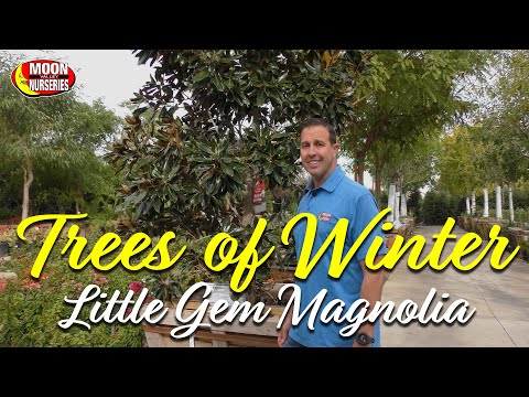 Trees of Winter: Little Gem Magnolia