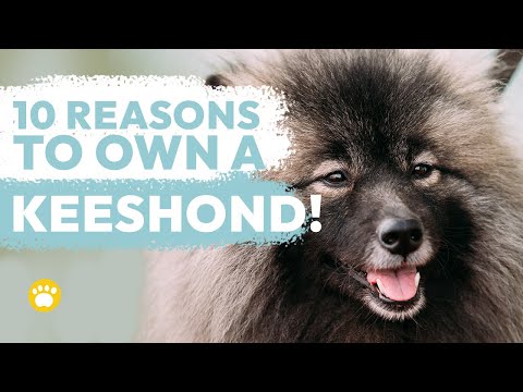 10 Reasons Why You Should Own a Keeshond