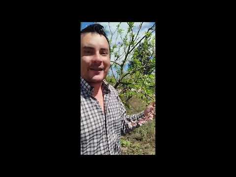 COSECHA Y POSCOSECHA DEL CULTIVO DE DURAZNO EN CANTON DE SALCEDO DE LA ROVINCIA DE COTOPAXI 2026