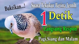 Download lagu Suara Tekukur Betina Jernih Gacor dan Gagab‼️Cocok Untuk Pikatan Ajaran dan Masteran mp3