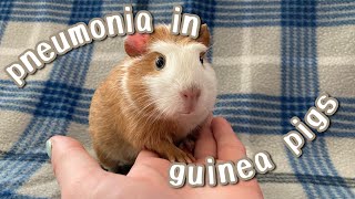 Pneumonia in Guinea Pigs | the signs and treatment
