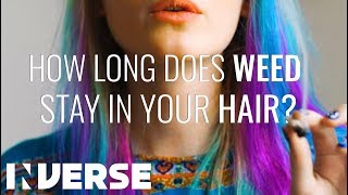 How Long Does Weed Stay In Your Hair? | Inverse