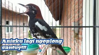 Download lagu Anis kembang ngeplong santai mencari lawan !! mp3 Download lagu Anis kembang ngeplong santai mencari lawan !! mp3