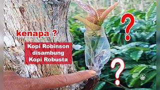 Download lagu kenapa ? kopi ROBINSON disambung dg ROBUSTA ? #grafting #sambungkopi #gardening #petanikopi mp3