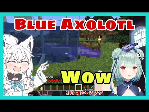 Hololive Cut -  Uruha Russia Visit Shirakami Fubuki Legendary Blue Axolotl Pond |  Minecraft [Hololive/Eng Sub]