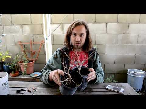 ►How to make bonsai for beginners - HD 2019 #16 (Bonsai )