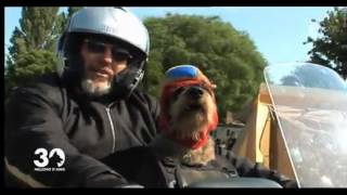 preview picture of video 'Les chiens motards 30 millions d amis'