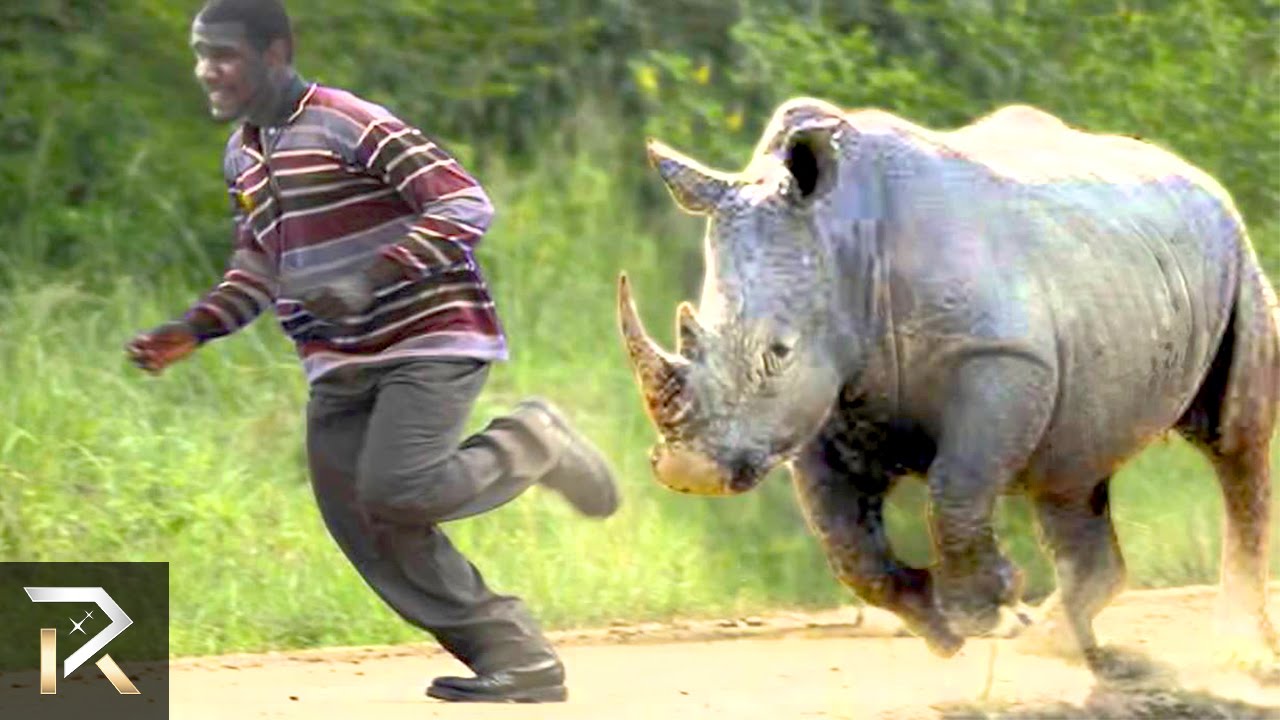 10 Crazy Animal Safari Incidents!