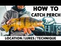 How To Catch Perch (Location/Lures/Technique)