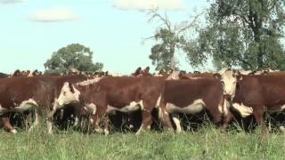 preview picture of video 'Argentina Beef Showcase 24 de marzo de 2014 | CIALE Alta'