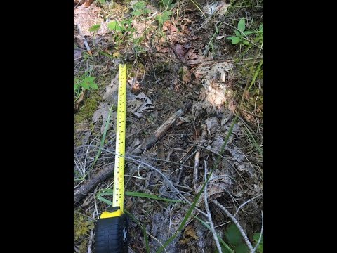 Bigfoot Sighting Proof of July 2020 Rocks Thrown then tracks Found!