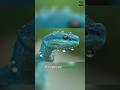 rare snake : Blue komodo island pit viper #shorts #serpentshaven