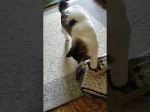 Gato Cymric jugando - Cymric cat playing