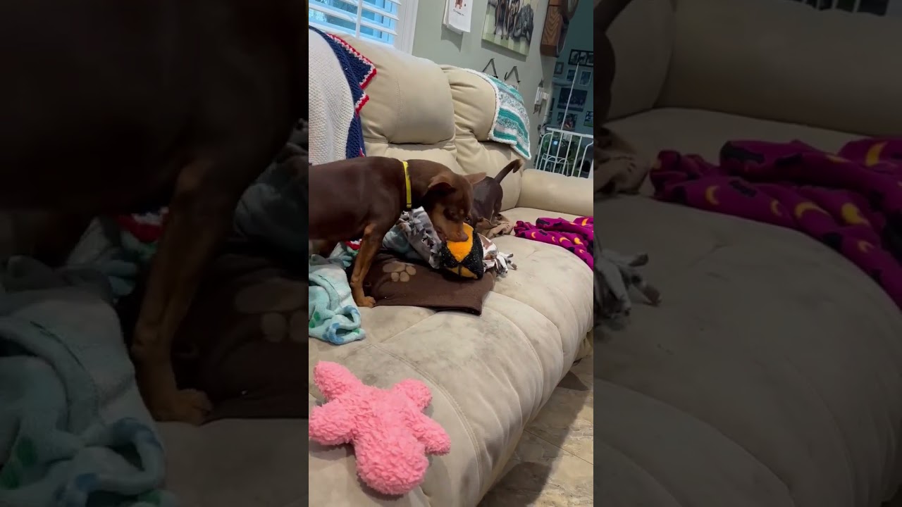 Enlarge Carmal, a ADOPTABLE mixed breed in Thousand Oaks, CA video 2/2