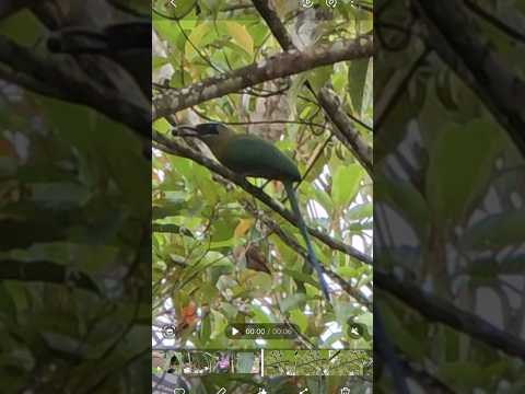 Roraima. AVE RARA. vídeo 322. #roraima #boavista #aves #passarosnativos #passaros