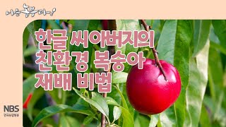 [나는농부다 257회] 한글 씨 아버지의 친환경 복숭아 재배 비법