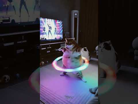 Hilarious daily moments of cats 😂