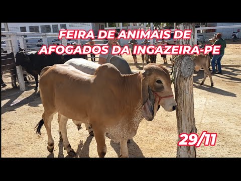 Feira de Gado de Afogados da Ingazeira-PE (29/11/25)