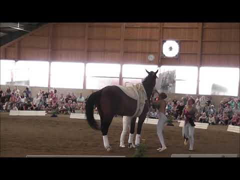 Oberbayerische Meisterschaften Voltigieren 2019 - Gruppe Gilching 1