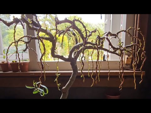 Weeping Willow Bonsai Tree Moments From Death