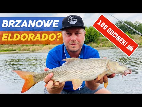 [100] Checking out the barbel eldorado