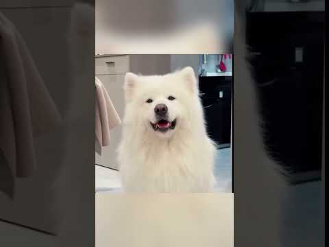 The Dogs Who Became Her Lifelong Light