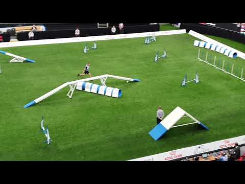 MERYL 2nd place Pavol Vakonič Small Agility AWC 2019