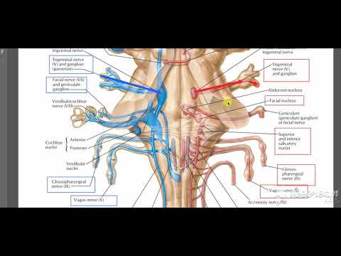 Glossopharyngeal intro 3