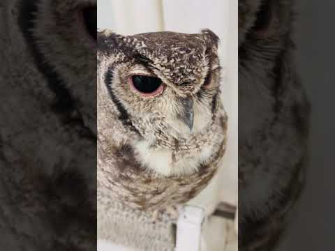 Abyssinian Long Eared Owl calls sounds