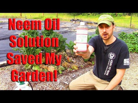 Neem Oil And Soap Organic Garden Spray (Is This The Best Control For Insects And Pests?)