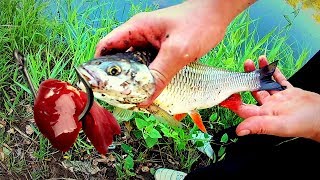 Ловля голавля на куриную печень