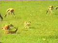 Africa Safari 2
