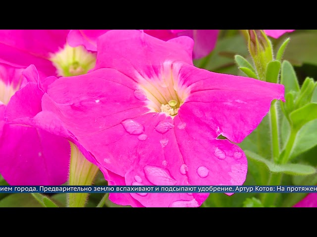Ангарск украсят 120 тысяч цветов