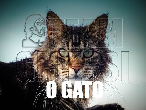 3 _PT_ (ES) Angie, 18º Ciclo Investigação, 1º Protocolo: O GATO - Calogero Grifasi Investigations