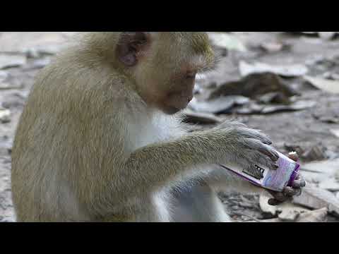 Monkey Infants A Day in the Life of Jungle Babies