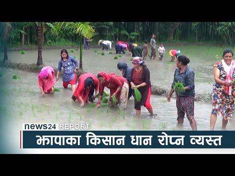 झापाका किसान धान रोप्न व्यस्त, मल नहुँदा भने समस्या - NEWS24 TV