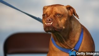 Dogs Appear To Become Jealous Of Owners' Attention