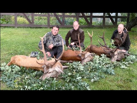 Doppelter Jagderfolg am Morgen