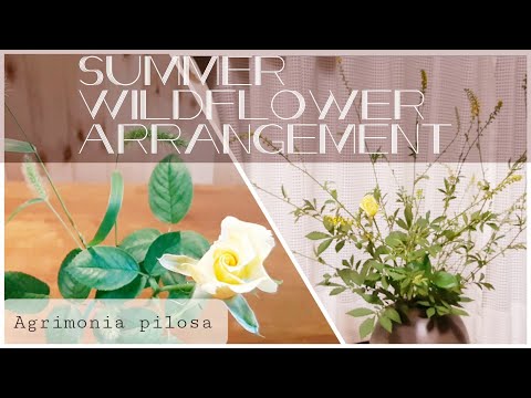 Eupatory キンミズヒについて詳しく解説