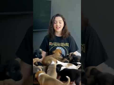 Aneet is playing with little dogs#aneetpadda #ahaanpanday #love #saiyaarasong #couplestatus #shorts