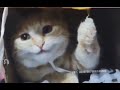 Cat Smiling Forever Best