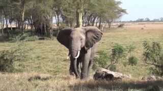 preview picture of video 'Way Too Close - Elephant in Amboseli, Kenya'