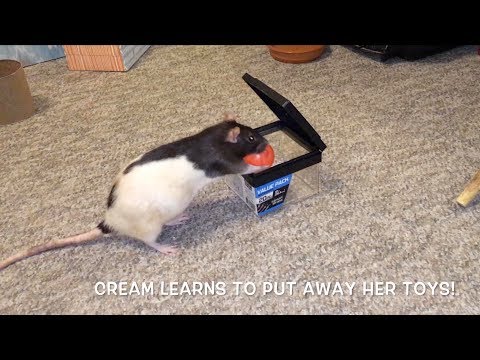 Cream Learning To Put Her Toys Away